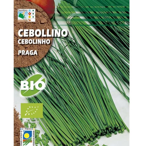 SEMENTE CEBOLINHO 210
