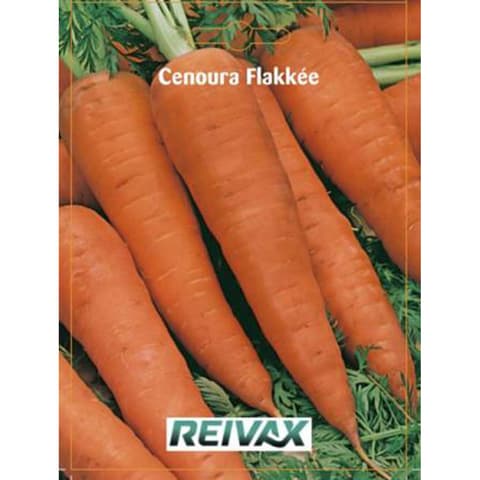 SEMENTE CENOURA FLAKKEE 009/036