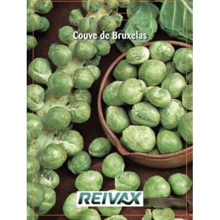 SEMENTE COUVE BRUXELAS 046