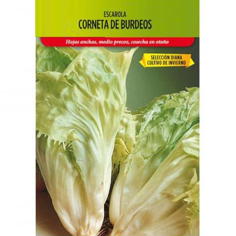 SEMENTE ENDIVIA ESCAROLA BORDEUS 34010